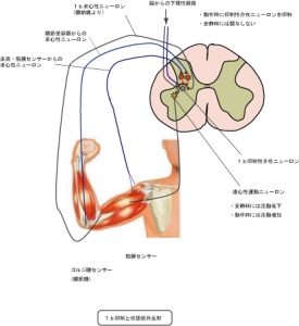 大森院長が研究開発した独自の手技GTOテクニック。筋肉と腱の相互性や、脊髄反射を利用した新しい手技についての説明となります。